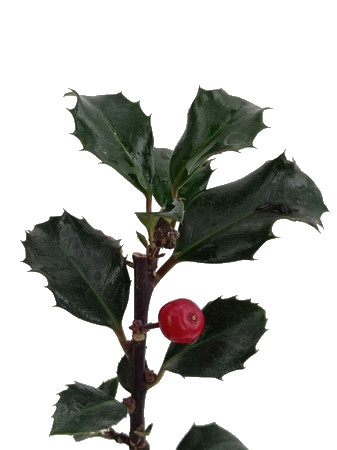 glckskastanie bonsai Money Tree Bonsai: Pachira - 4" Pot