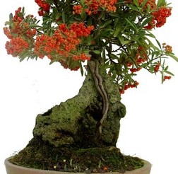 pyracantha iberbonsai