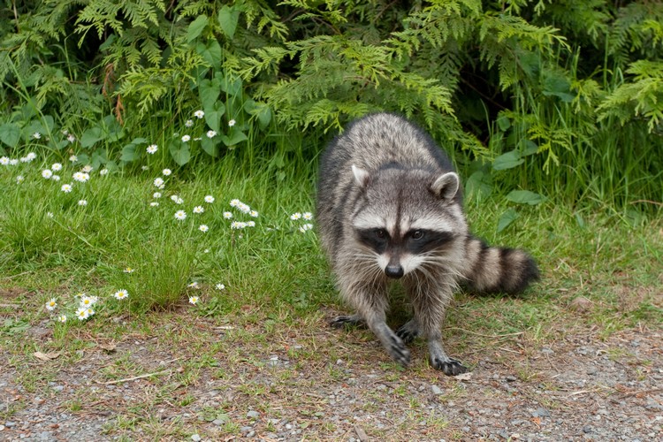 tanuki