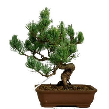 Bonsai Pinus Pentaphylla''Settsugoyo'' 32 anos - 172