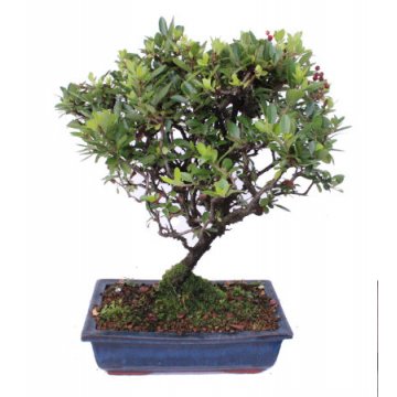bonsai pyracantha - 178