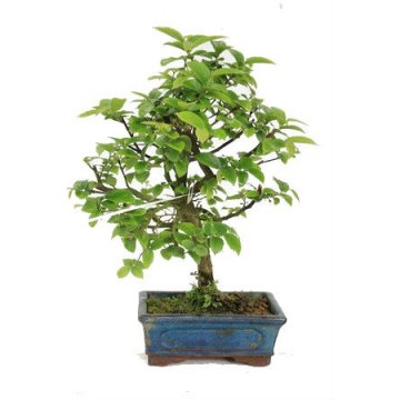 bonsai celtis sinensis 11 anos - 182