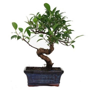 bonsai ficus retusa - 18 