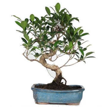 bonsai ficus retusa 8 anos - 19