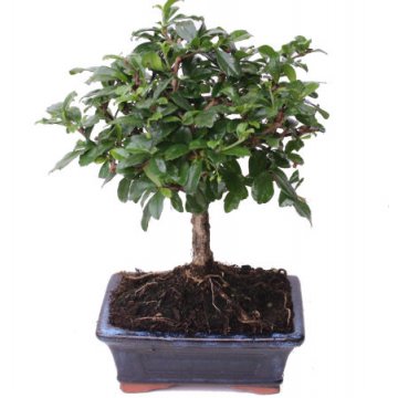 Bonsai Carmona Macrophylla 5 anos - 1 