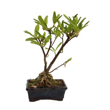 Bonsai Magnolia stellata 10 anos - 212