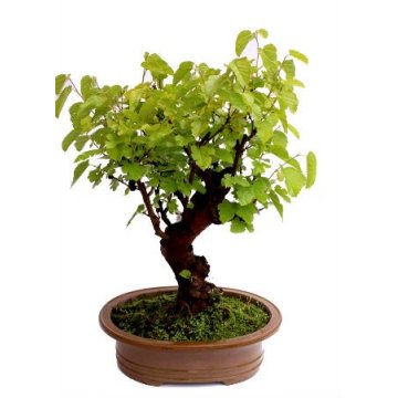 bonsai morus - amoreira - 25 anos - 214