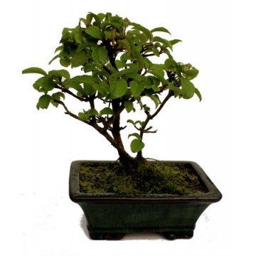 Bonsai Viburnum Plicatum 12 anos - 226