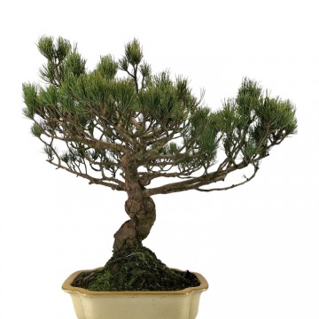 Bonsai Pinus Pentaphylla ''Settsugoyo'' 40 anos - 303