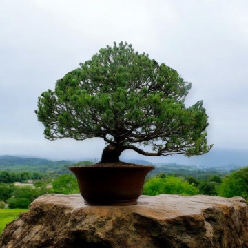Bonsai Pinus Pentaphylla '' Settsugoyo'' 80 anos - 305