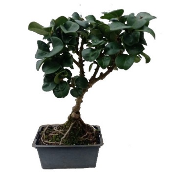 bonsai ligustrum rotundifolia 5 anos - 390
