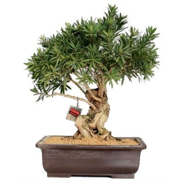 bonsai callistemon 27 anos - 460