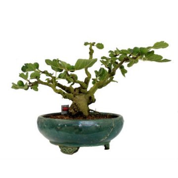 bonsai ficus carica - figueira 35 anos - 469