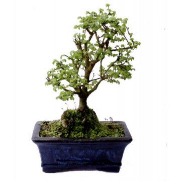 bonsai ulmus parvifolia 5 anos - 566