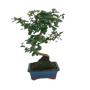 Bonsai Carmona Macrophylla - 615