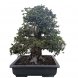 Foto 2: Bonsai Az�lea Satsuki 77 anos - 1436-6