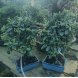 Foto 1: Bonsai Pyracantha 7 anos - 1458