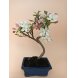 Foto 0: Bonsai Malus 7 anos - 1459