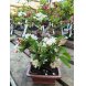 Foto 0: Bonsai Malus Sargentii 10 anos - 1462