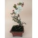 Foto 0: Bonsai Malus Sargentii 10 anos - 1463