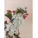 Foto 1: Bonsai Malus Sargentii 10 anos - 1463