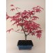 Foto 0: Bonsai Acer Palmatum Deshojo 7 anos - 1464