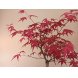 Foto 1: Bonsai Acer Palmatum Deshojo 7 anos - 1464