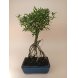 Foto 0: Bonsai Serissa Phoetida 5 anos - 1465