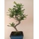 Foto 0: Bonsai Zanthoxyllum Piperitum 7 anos - 1466