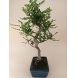 Foto 1: Bonsai Zanthoxyllum Piperitum 7 anos - 1466