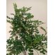 Foto 2: Bonsai Zanthoxyllum Piperitum 7 anos - 1466