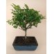 Foto 0: Bonsai Zanthoxyllum Piperitum 5 anos - 1467