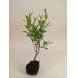 Foto 0: 1469 - Muda de Punica Granatum Nana 3 anos