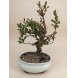 Foto 1: Bonsai Punica granatum Nejikan 12 anos - 1476