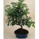 Foto 0: Bonsai Pyracantha 8 anos - 1477