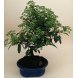 Foto 1: Bonsai Pyracantha 8 anos - 1477