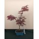 Foto 0: Bonsai Acer Palmatum Atropurpureum 8 anos - 1491