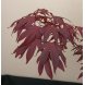 Foto 1: Bonsai Acer Palmatum Atropurpureum 8 anos - 1491