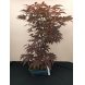 Foto 0: Bonsai Acer Palmatum Atropurpureum 9 anos - 1492