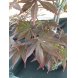 Foto 1: Bonsai Acer Palmatum Atropurpureum 9 anos - 1492