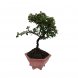 Foto 0: Bonsai Cotoneaster 6 anos - 1501