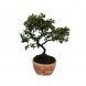 Foto 0: Bonsai Cotoneaster 6 anos - 1502
