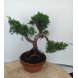 Foto 0: Bonsai juniperus chinensis kyushu 9 anos - 1532