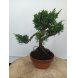 Foto 1: Bonsai juniperus chinensis kyushu 9 anos - 1532