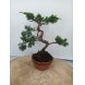 Foto 0: Bonsai juniperus chinensis kyushu 8 anos - 1533