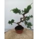 Foto 1: Bonsai juniperus chinensis kyushu 8 anos - 1533