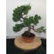 Foto 0: Bonsai juniperus chinensis kyushu 17 anos - 1534