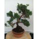 Foto 1: Bonsai juniperus chinensis kyushu 17 anos - 1534
