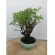 Foto 0: Bonsai potentilla fruticosa 8 anos - 1535