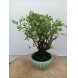 Foto 1: Bonsai potentilla fruticosa 8 anos - 1535